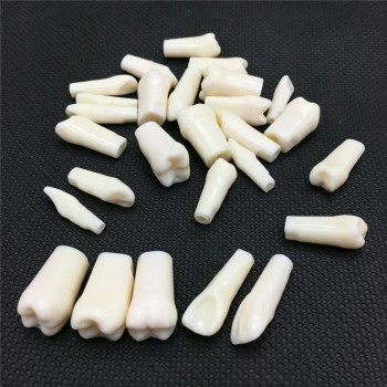 Resin Simulation Tooth Grain Dental Model For Dentist Exam Preparation Teaching