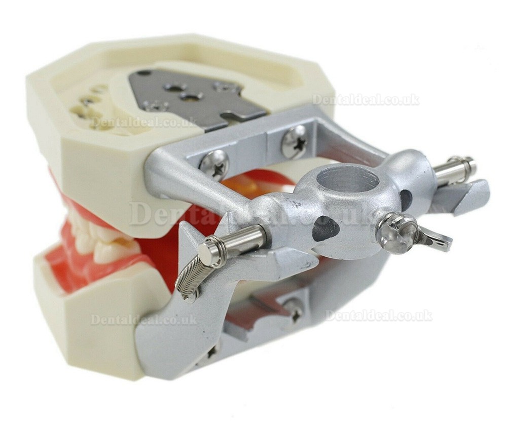 Dental Typodont With Mounting Pole 28PCS Teeth Model Compatible with Kilgore Nissin 200 Replacement Teeth