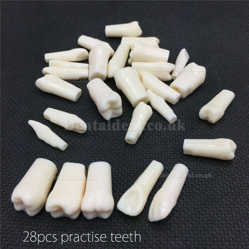 NEW Resin Simulation Tooth Grain Dental Model For Dentist Exam Preparation Teaching NEW Resin Simulation Tooth Grain Dental Model For Dentist Exam Preparation Teaching
