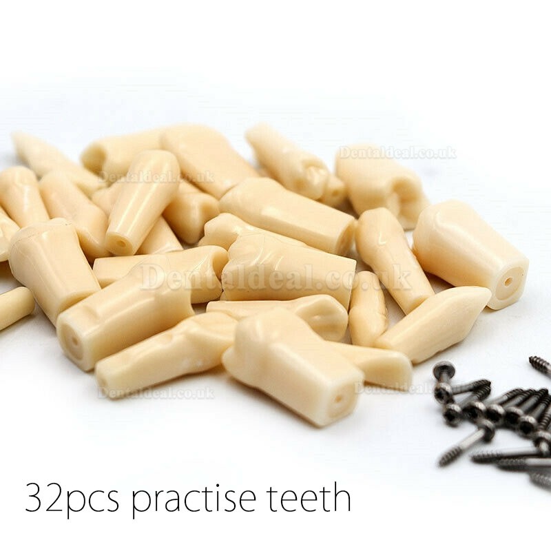 NEW Resin Simulation Tooth Grain Dental Model For Dentist Exam Preparation Teaching NEW Resin Simulation Tooth Grain Dental Model For Dentist Exam Preparation Teaching
