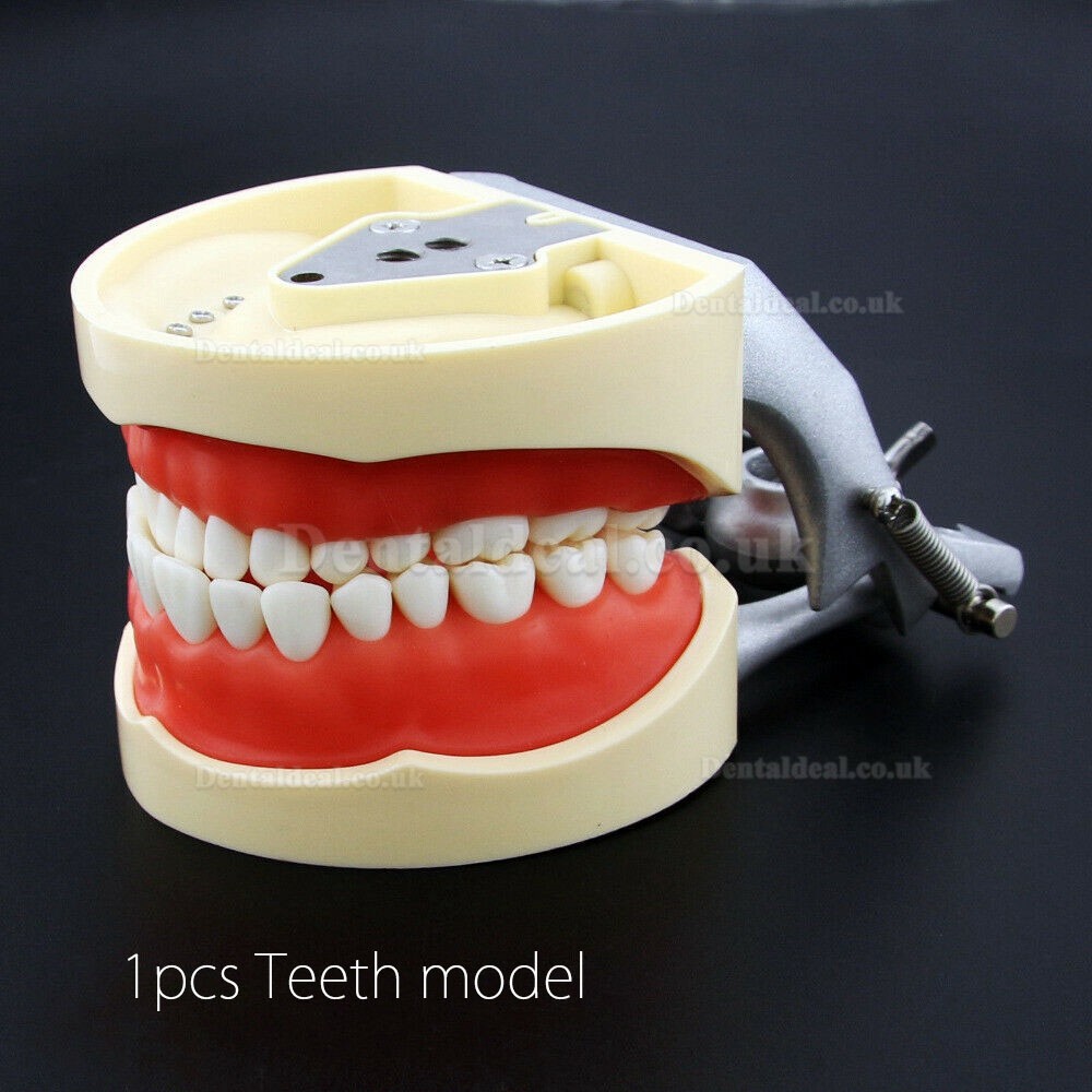 NEW Resin Simulation Tooth Grain Dental Model For Dentist Exam Preparation Teaching NEW Resin Simulation Tooth Grain Dental Model For Dentist Exam Preparation Teaching