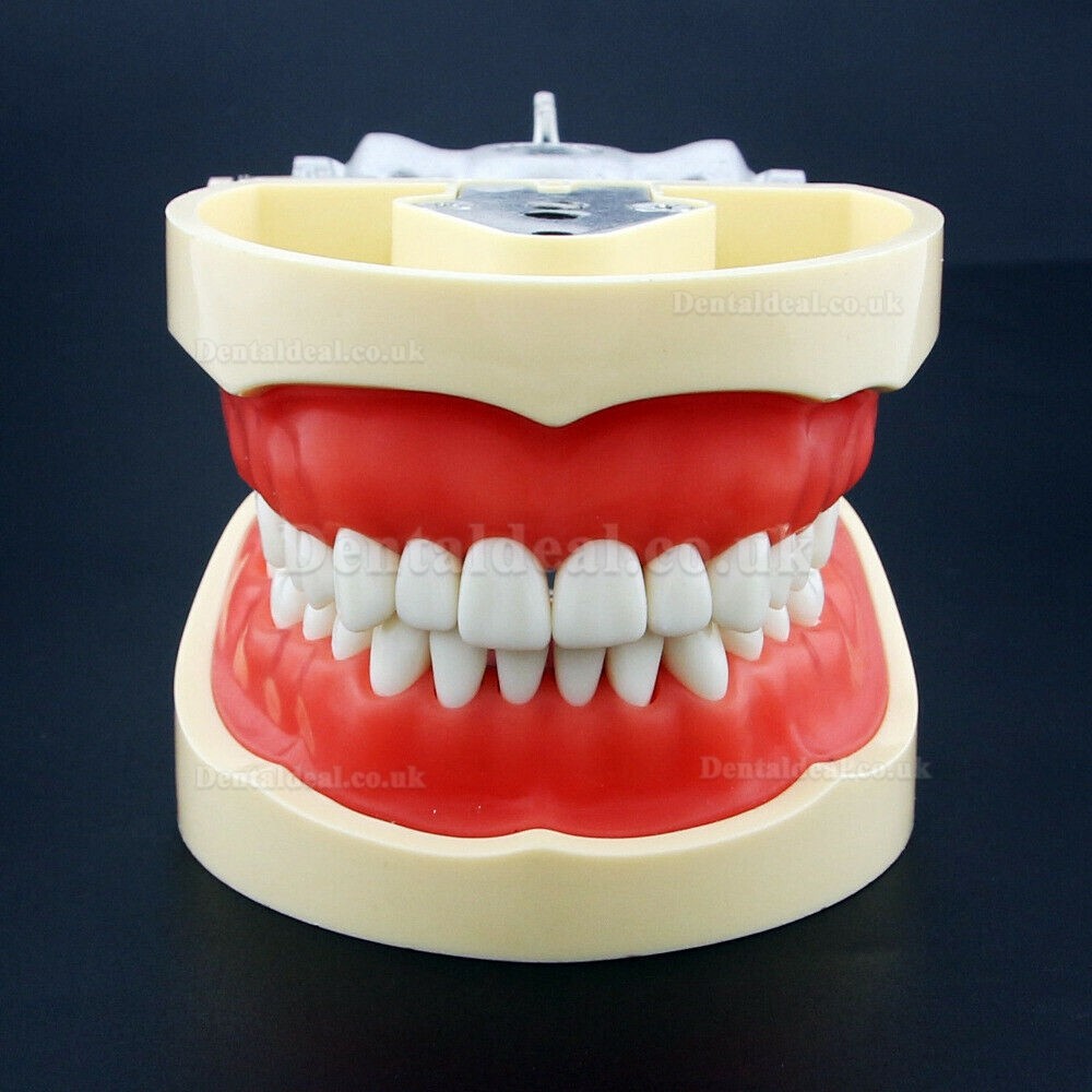 NEW Resin Simulation Tooth Grain Dental Model For Dentist Exam Preparation Teaching NEW Resin Simulation Tooth Grain Dental Model For Dentist Exam Preparation Teaching