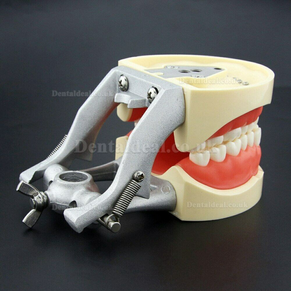 NEW Resin Simulation Tooth Grain Dental Model For Dentist Exam Preparation Teaching NEW Resin Simulation Tooth Grain Dental Model For Dentist Exam Preparation Teaching