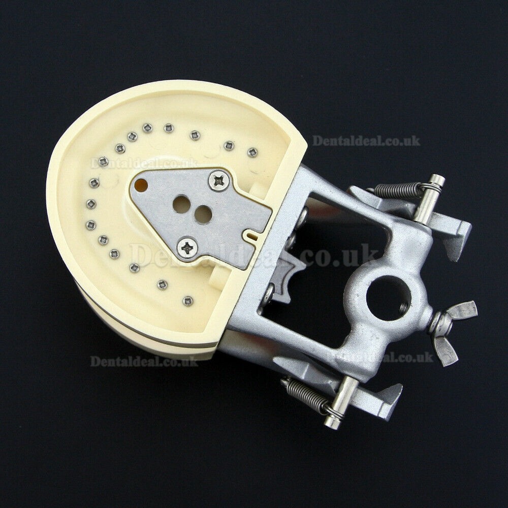 NEW Resin Simulation Tooth Grain Dental Model For Dentist Exam Preparation Teaching NEW Resin Simulation Tooth Grain Dental Model For Dentist Exam Preparation Teaching