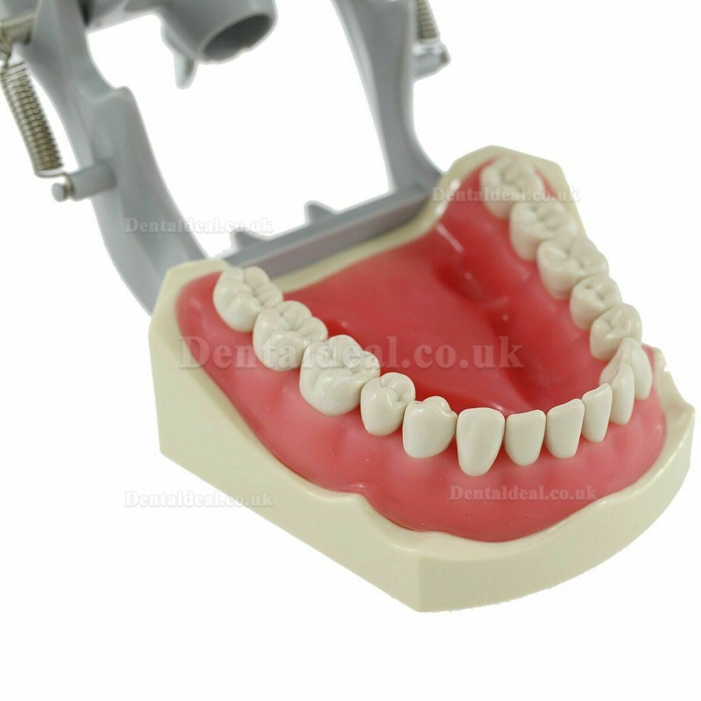 Dental Typodont Model With Pole Mount Practice 32 Pcs Teeth Compatible with Columbia 860 Teeth